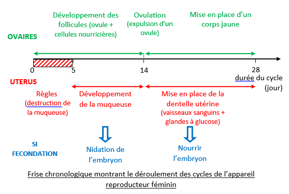 Conclusion conclusion